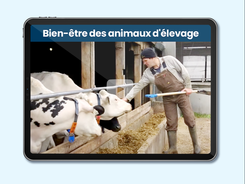 Nourrir le Canada: Bien-être des animaux d’élevage